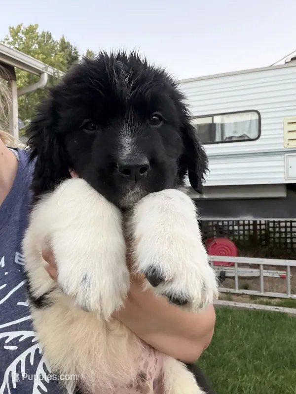 Dark blue collar  – Newfoundland puppy for sale in Salem, OR