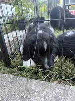 Dark blue collar , a male Newfoundland for sale in Salem, OR – 7 of 7