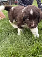 Green collar, a male Newfoundland for sale in Salem, OR – 3 of 5