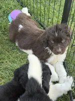 Green collar, a male Newfoundland for sale in Salem, OR – 5 of 5