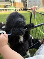 Hot pink collar , a female Newfoundland for sale in Salem, OR – 3 of 5