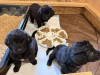 Purple collar , a female Newfoundland for sale in Salem, OR – 4 of 4