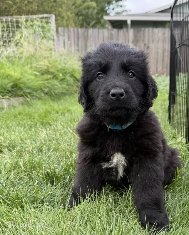 Light blue collar  – Newfoundland puppy for sale in Salem, OR