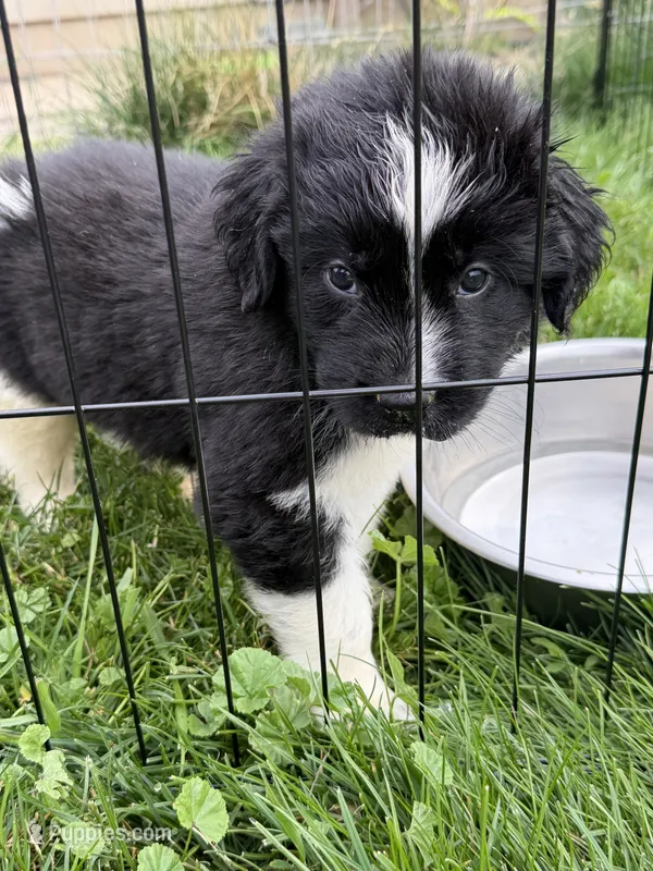 Light pink collar  – Newfoundland puppy for sale in Salem, OR