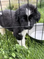 Light pink collar , a female Newfoundland for sale in Salem, OR – 1 of 6
