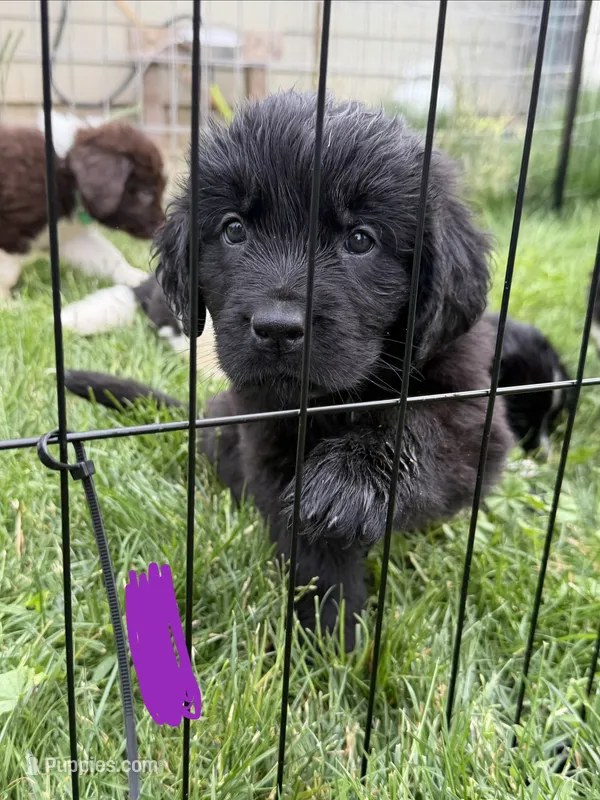 Purple collar  – Newfoundland puppy for sale in Salem, OR