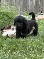 Light blue collar , a female Newfoundland for sale in Salem, OR – 4 of 5