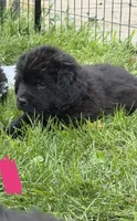 Hot pink collar , a female Newfoundland for sale in Salem, OR – 2 of 5