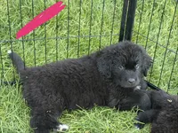Hot pink collar , a female Newfoundland for sale in Salem, OR – 5 of 5