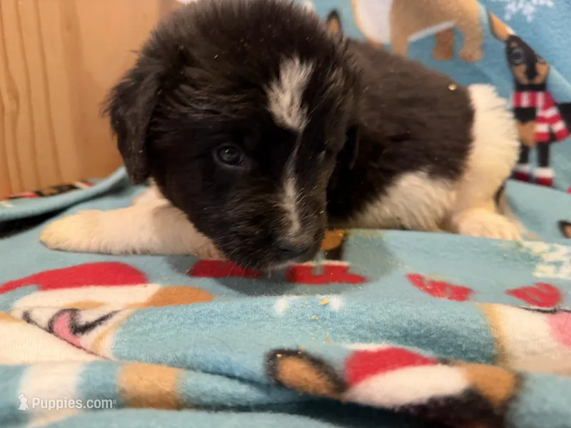 Dark blue collar  – Newfoundland puppy for sale in Salem, OR