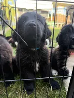 Light blue collar , a female Newfoundland for sale in Salem, OR – 3 of 5