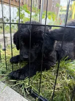 Purple collar , a female Newfoundland for sale in Salem, OR – 1 of 4