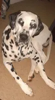 Pongo, a female Dalmatian for sale in Murfreesboro, TN – 2 of 3