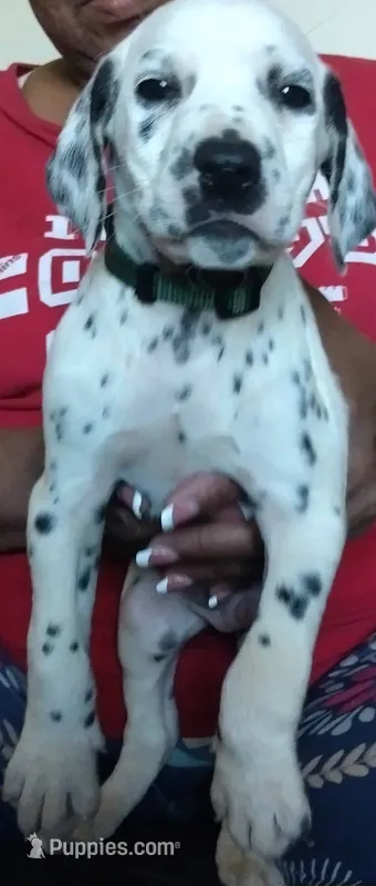 Alvin, a male Dalmatian for sale in Murfreesboro, TN – 1 of 2