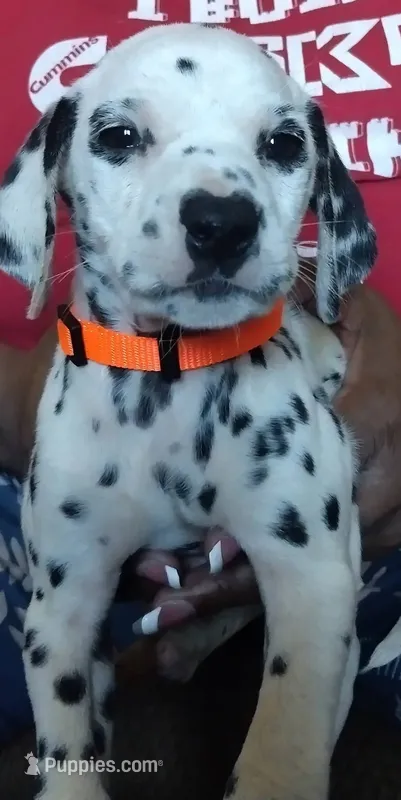 Purdy – Dalmatian puppy for sale in Murfreesboro, TN