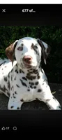 Cinderella, a female Dalmatian for sale in Murfreesboro, TN – 2 of 2