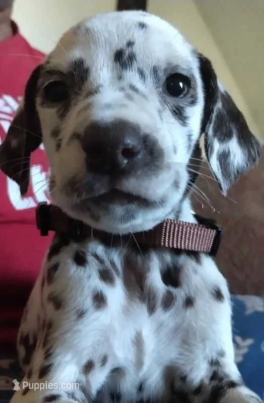 Bear – Dalmatian puppy for sale in Murfreesboro, TN