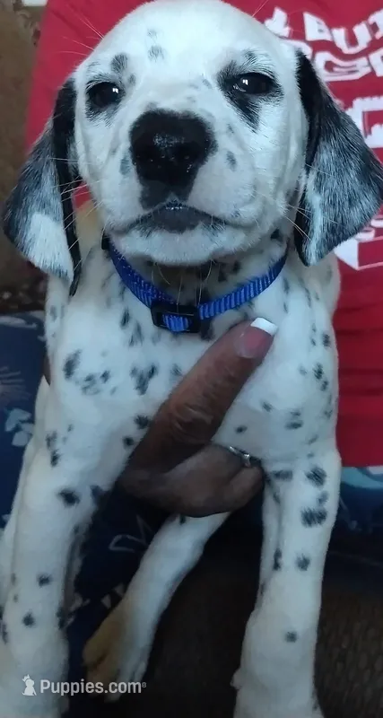 Lake – Dalmatian puppy for sale in Murfreesboro, TN
