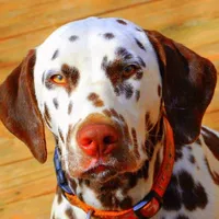 Bear, a male Dalmatian for sale in Murfreesboro, TN – 2 of 2