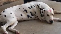 Alvin, a male Dalmatian for sale in Murfreesboro, TN – 2 of 2
