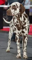 Ocean, a male Dalmatian for sale in Murfreesboro, TN – 2 of 2