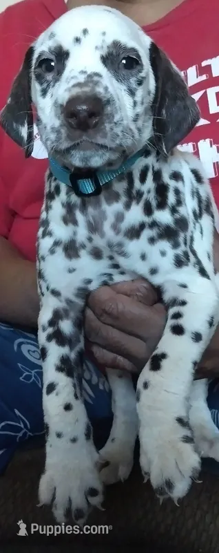 Ocean, a male Dalmatian for sale in Murfreesboro, TN – 1 of 2