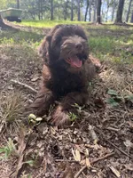 Chestnut, a male Miniature Goldendoodle for sale in Hull, GA – 2 of 5