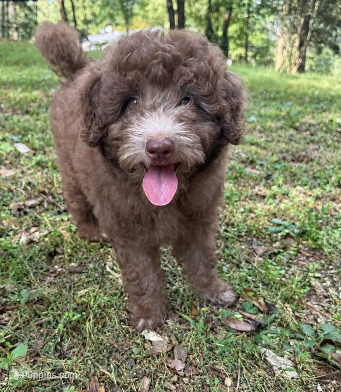 Maple (Mini Doodle) – Miniature Goldendoodle puppy for sale in Hull, GA