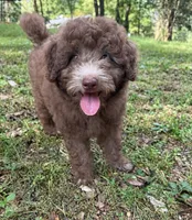 Maple (Mini Doodle), a male Miniature Goldendoodle for sale in Hull, GA – 1 of 5