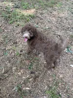 Maple (Mini Doodle), a male Miniature Goldendoodle for sale in Hull, GA – 5 of 5