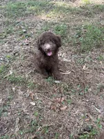 Cedar (Mini Doodle), a male Miniature Goldendoodle for sale in Hull, GA – 2 of 2