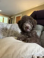 Maple (Mini Doodle), a male Miniature Goldendoodle for sale in Hull, GA – 2 of 5