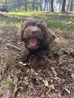 Chestnut, a male Miniature Goldendoodle for sale in Hull, GA – 4 of 5