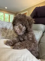 Maple (Mini Doodle), a male Miniature Goldendoodle for sale in Hull, GA – 3 of 5