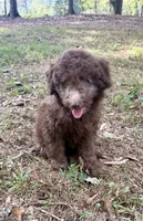 Cedar (Mini Doodle), a male Miniature Goldendoodle for sale in Hull, GA – 1 of 2