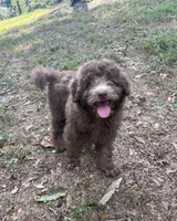 Maple (Mini Doodle), a male Miniature Goldendoodle for sale in Hull, GA – 4 of 5
