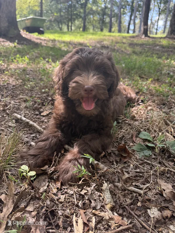 Chestnut – Miniature Goldendoodle puppy for sale in Hull, GA