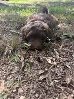 Chestnut, a male Miniature Goldendoodle for sale in Hull, GA – 5 of 5