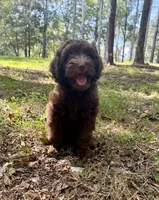 Chestnut, a male Miniature Goldendoodle for sale in Hull, GA – 3 of 5