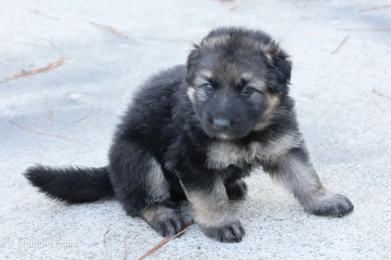 Green collar – German Shepherd Dog puppy for sale in Chatsworth, GA