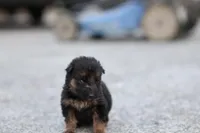 Blue Collar (long hair), a male German Shepherd Dog for sale in Chatsworth, GA – Photo 2 of 6