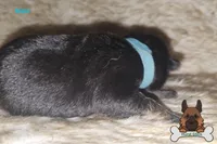 Blue Collar (long hair), a male German Shepherd Dog for sale in Chatsworth, GA – Photo 3 of 5