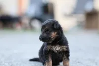 Blue Collar (long hair), a male German Shepherd Dog for sale in Chatsworth, GA – Photo 4 of 6
