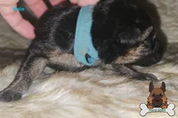 Blue Collar (long hair), a male German Shepherd Dog for sale in Chatsworth, GA – Photo 2 of 5