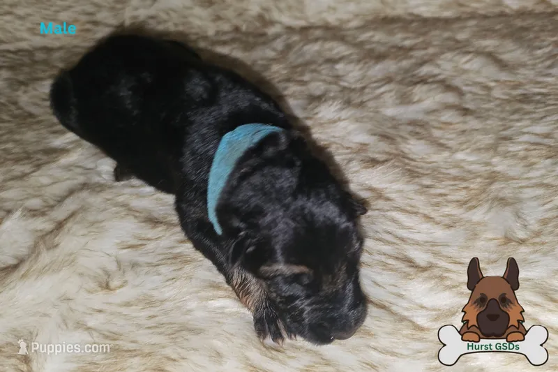 Blue Collar (long hair)