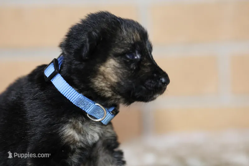 Blue Collar (long hair) – German Shepherd Dog puppy for sale in Chatsworth, GA