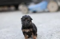 Blue Collar (long hair), a male German Shepherd Dog for sale in Chatsworth, GA – Photo 5 of 6