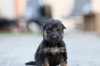 Blue Collar (long hair), a male German Shepherd Dog for sale in Chatsworth, GA – Photo 3 of 6