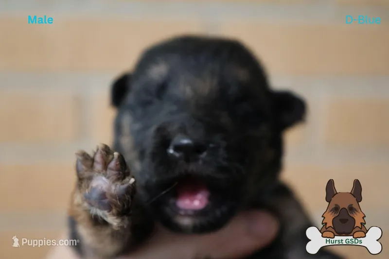 Blue Collar (long hair)