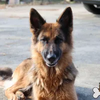 Blue Collar (long hair), a male German Shepherd Dog for sale in Chatsworth, GA – Photo 6 of 6